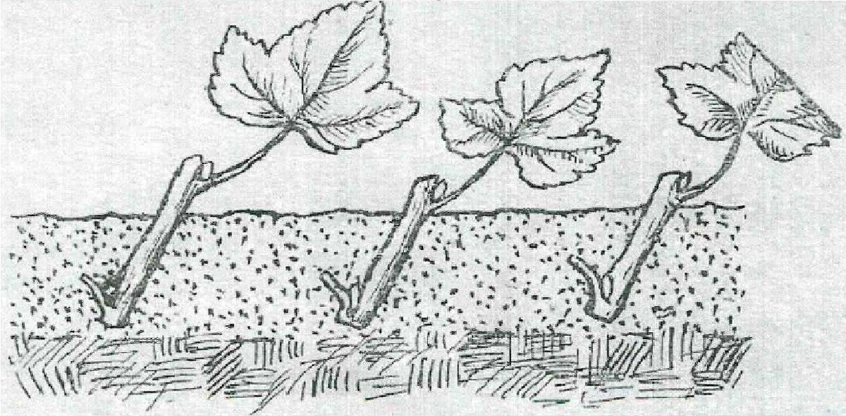 Размножение малины черенками: зелеными, корневыми и одревесневшими, как укоренить и размножить летом, весной и осенью, посадка и особенности черенкования