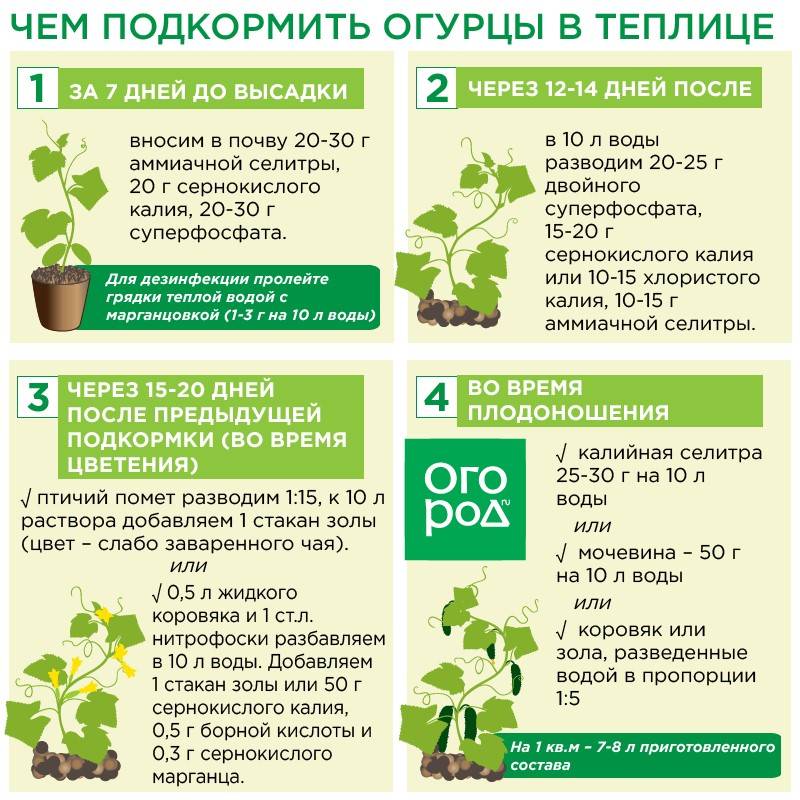 Как выбрать удобрение для помидоров в открытом грунте и в теплице - советы фермеров и отзывы :: syl.ru