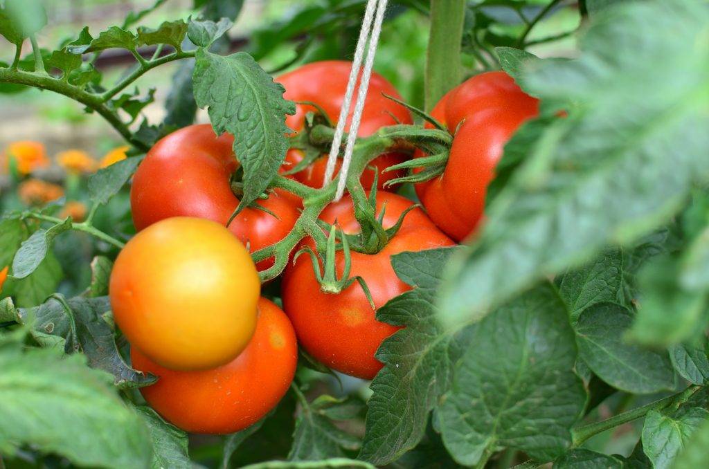 Сорт томатов верлиока — характеристика и особенности выращивания