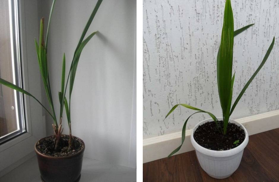 Финиковая пальма: выращивание из косточки в домашних условиях, посадка и уход