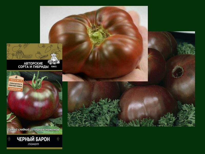 Устойчивый к жаре и засухам — томат бизон оранжевый: описание и характеристики сорта