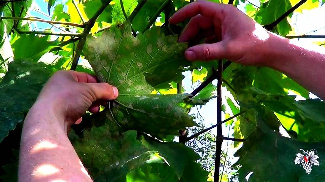 Милдью на винограде: описание заболевания и способы борьбы, устойчивые сорта