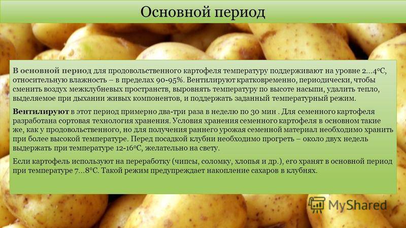 Сорт картофеля любава характеристика отзывы фото