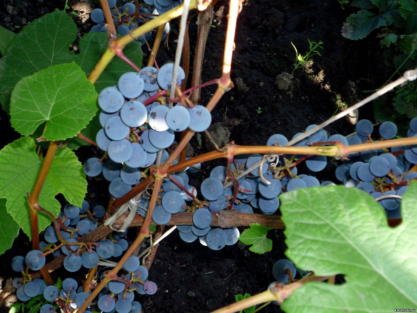 Сорт винограда муромец: фото и описание, урожайность, отзывы