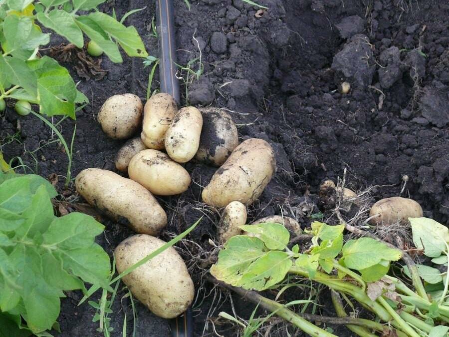 Картошка импала: описание сорта, достоинства, фото и отзывы