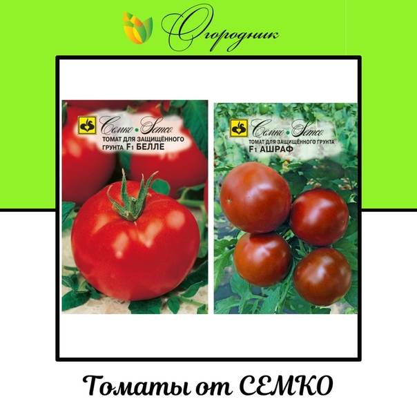 Характерситика и описание томата “ослиные уши”