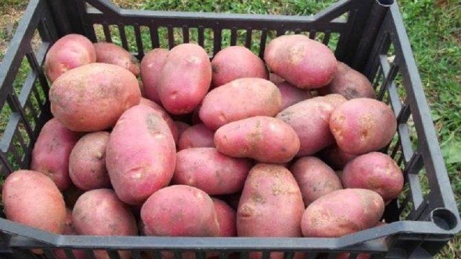 Картофель рябинушка: описание и характеристика сорта, урожайность, отзывы, фото