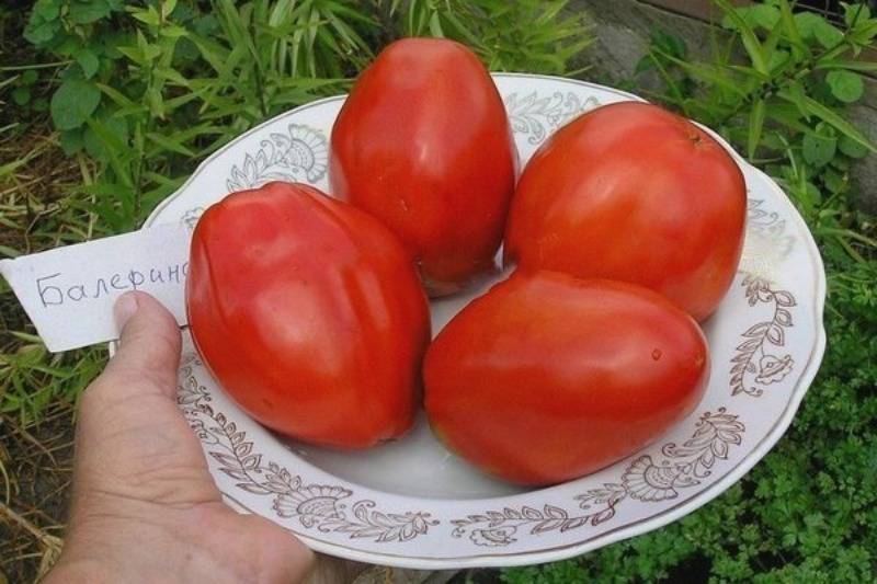 Томат балерина: характеристика и описание сорта, фото куста и отзывы об урожайности помидоров от фирмы сибирский сад