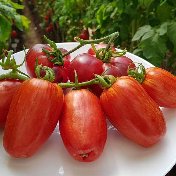 Новичок с красивым внешним видом — томат искра пламени: описание сорта и его характеристики