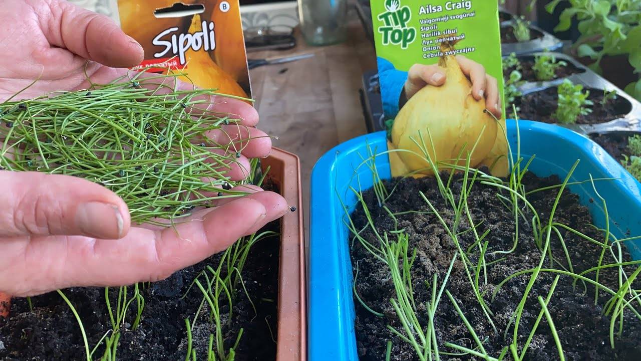 Как выращивать лук сорта эксибишен