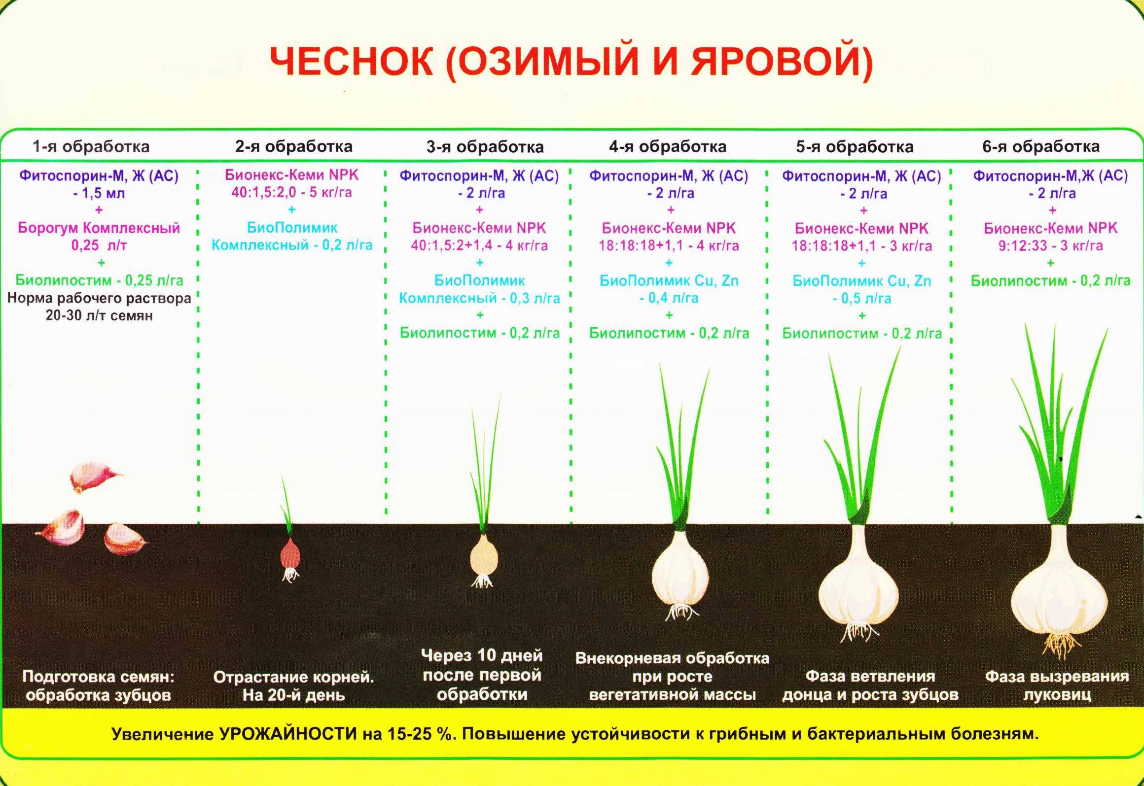 Как правильно посадить чеснок в открытом грунте, подготовка почвы