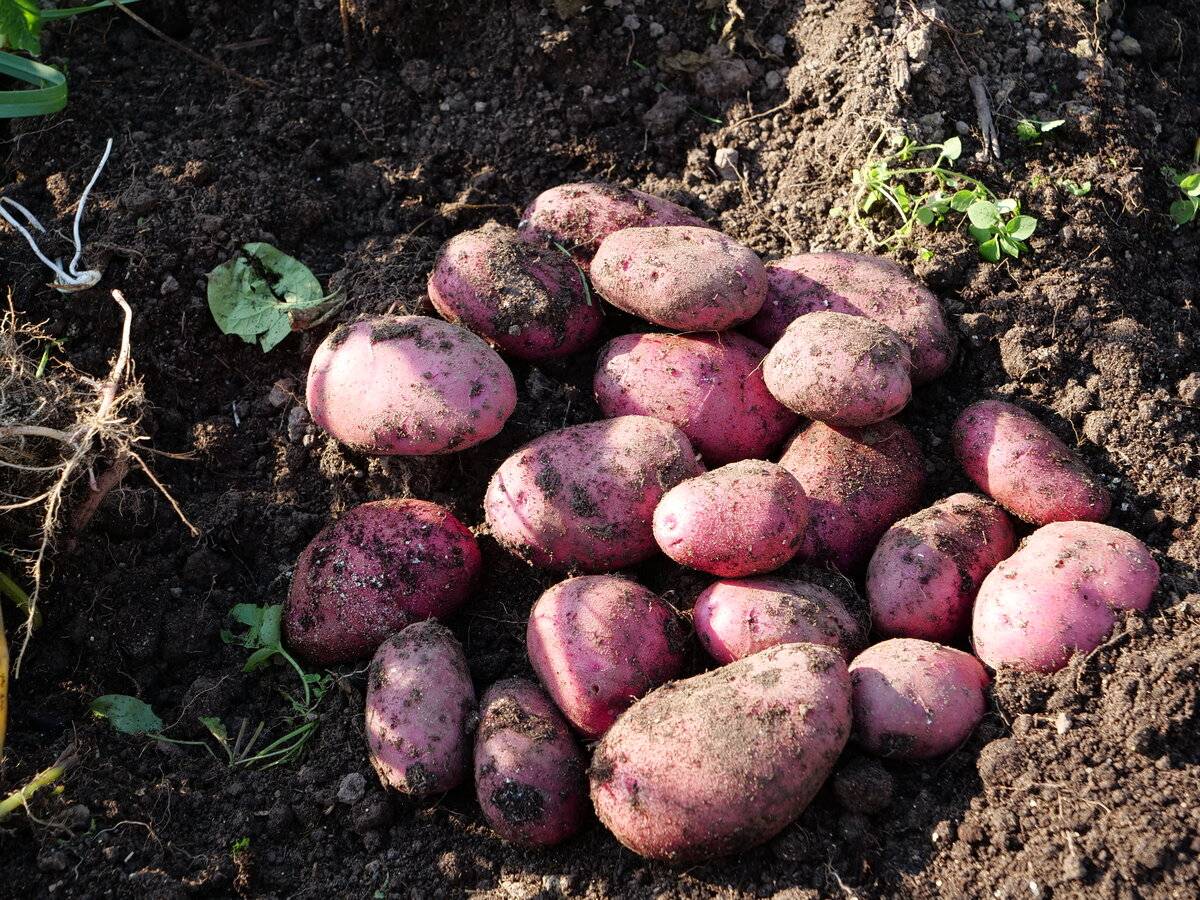 Картофель хозяюшка — характеристика и правила выращивания сорта