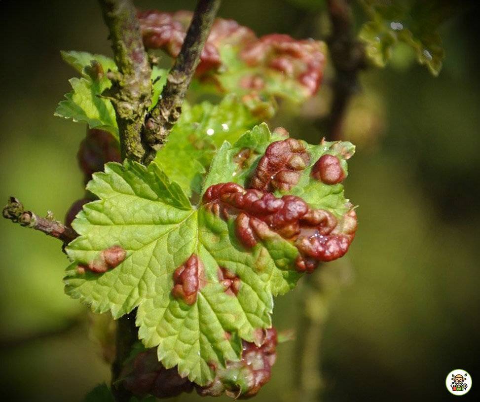 Вредители винограда: их фото и чем лечить