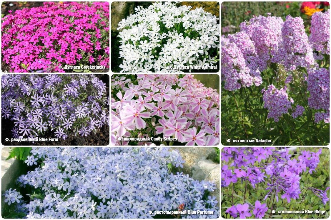 Многолетние цветы для урала и сибири (55 фото): неприхотливые многолетники, цветущие все лето, неприхотливые растения