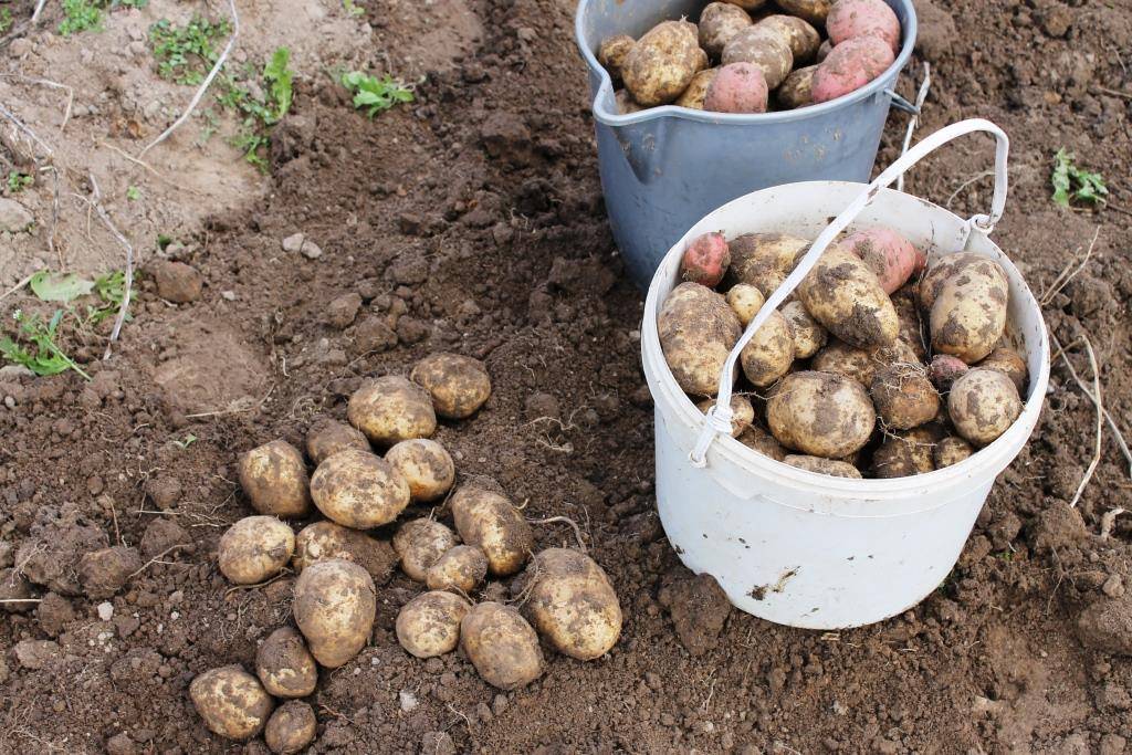 Выращивание картофеля как прибыльный фермерский бизнес