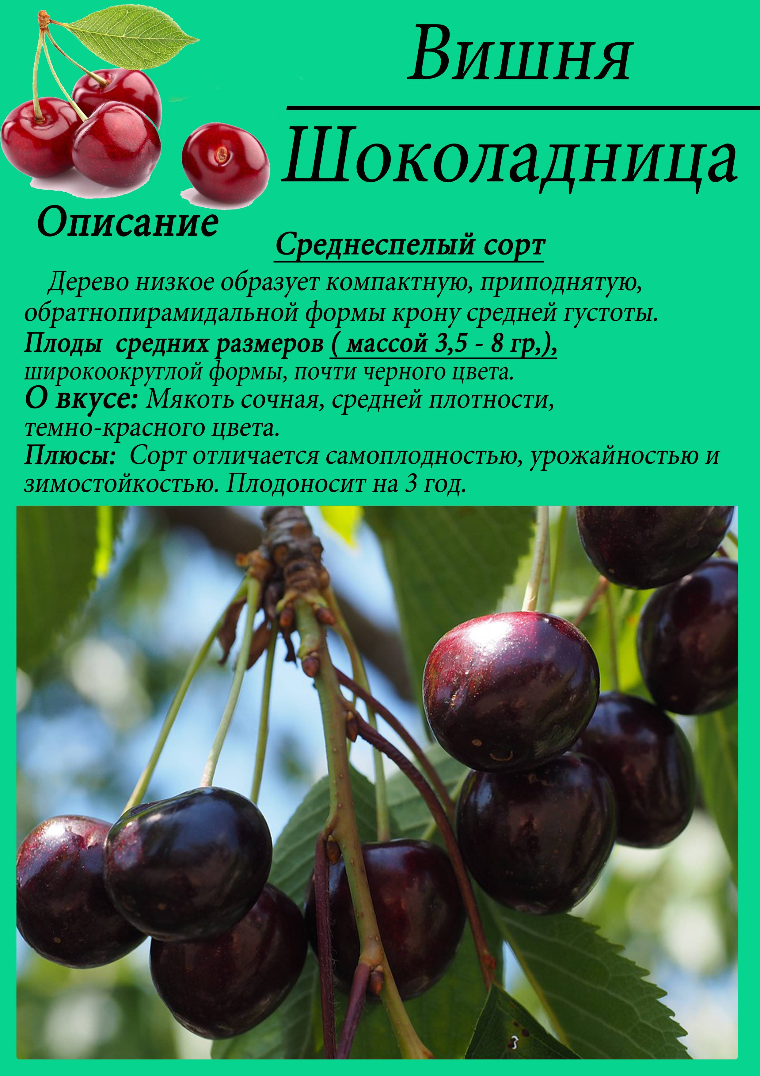 Топ-8 лучших самоплодных сортов вишни для подмосковья: описание и характеристики, советы по выбору, фото