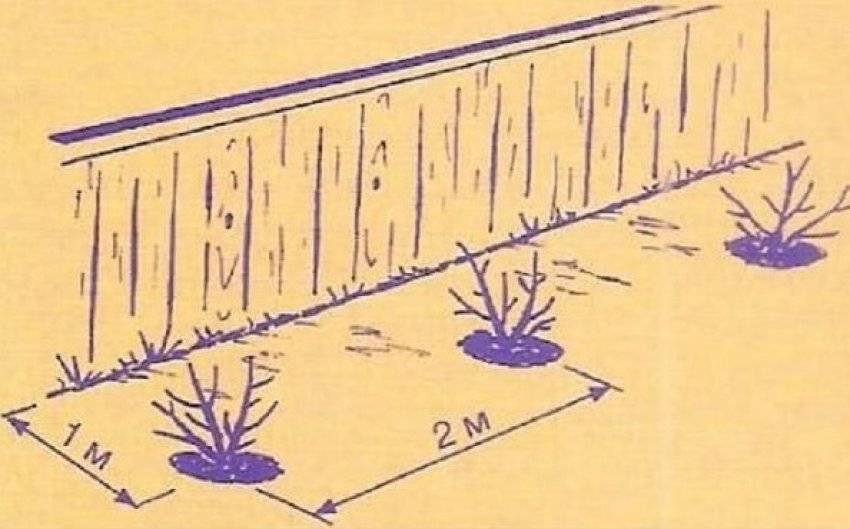 Схема посадки смородины. Посадка смородины схема посадки.