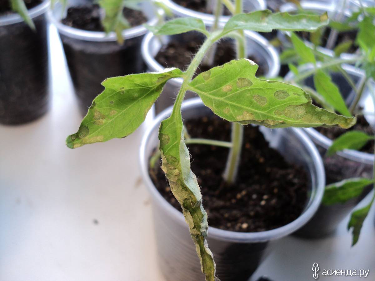 Почему у рассады томатов скручиваются листья – причины и решение проблемы - онлайн урожай