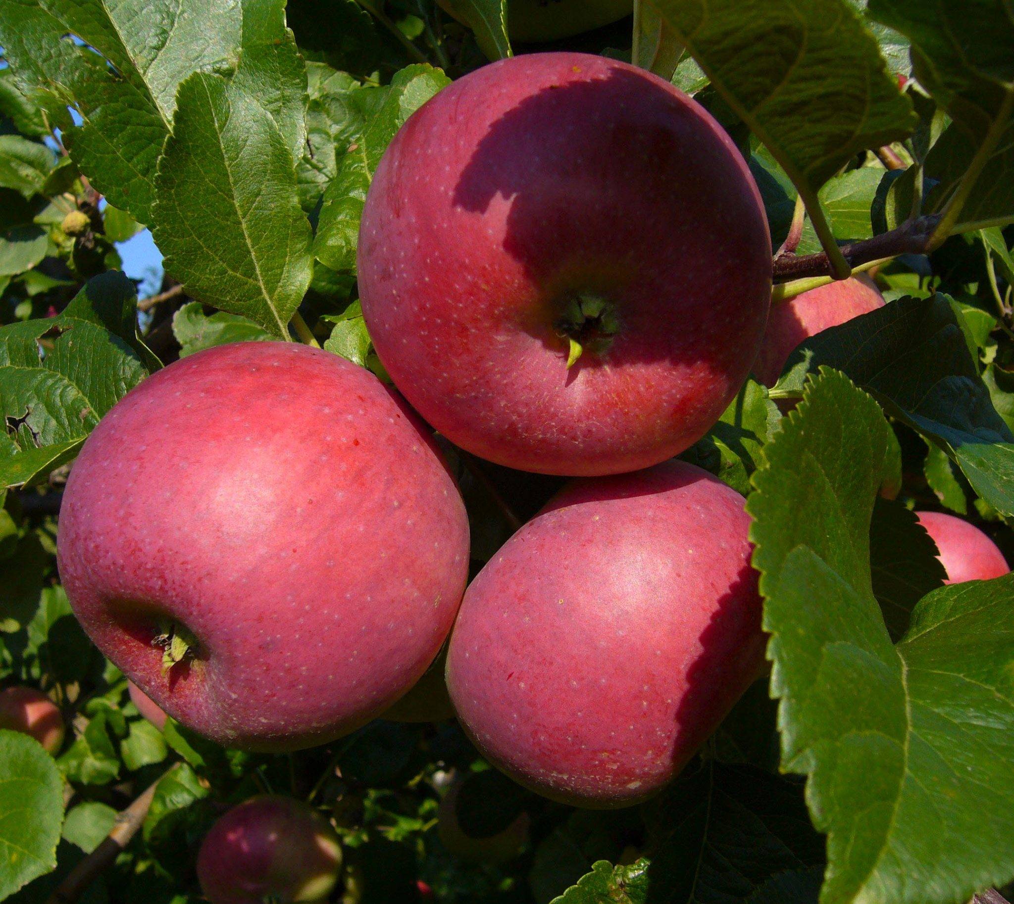 Сорта красных яблок – каталог 2022 года: описание и фото