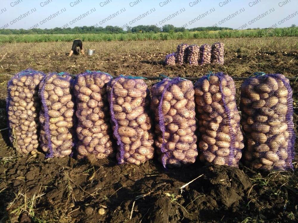 Картофель джувел: описание и характеристика сорта, урожайность, отзывы