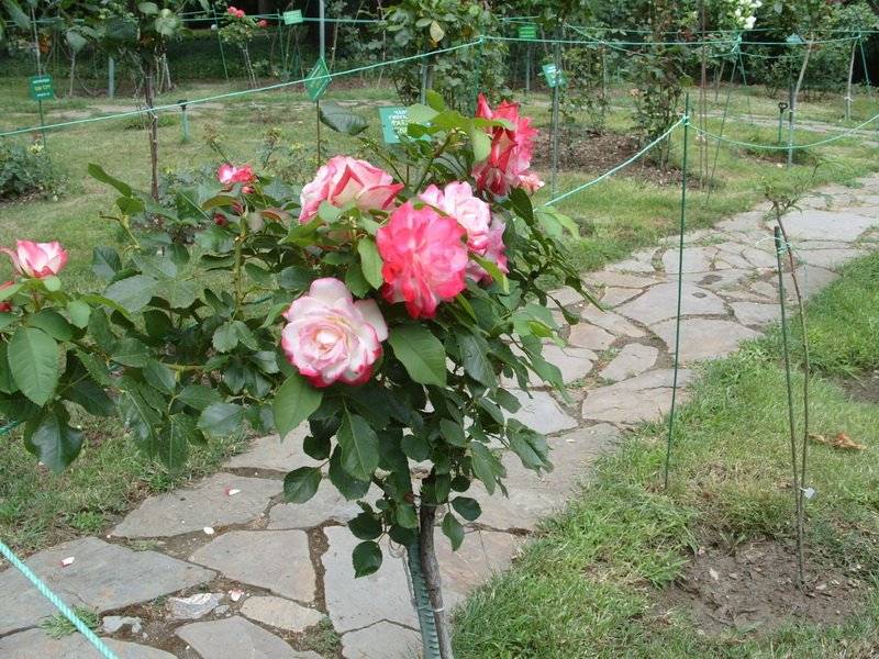 Красивые штамбовые розы: обзор сортов, фото