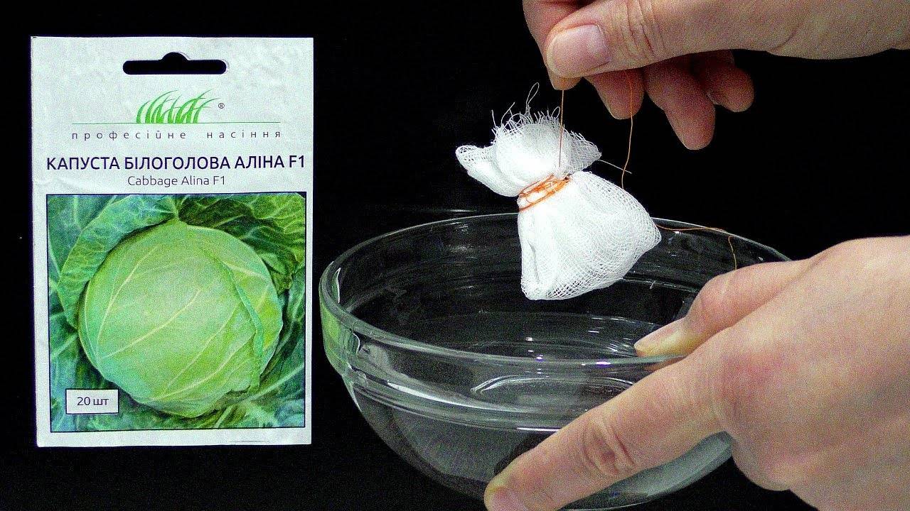 Как самостоятельно получить семена белокочанной капусты