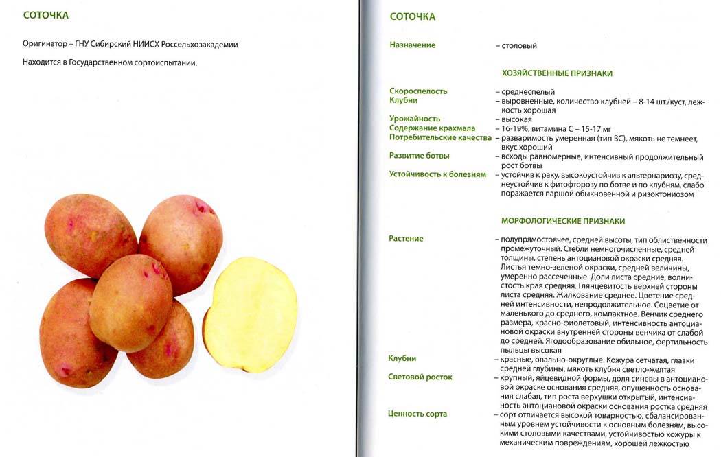 ᐉ картофель "крепыш": описание сорта, фото и главные характеристики - orensad198.ru