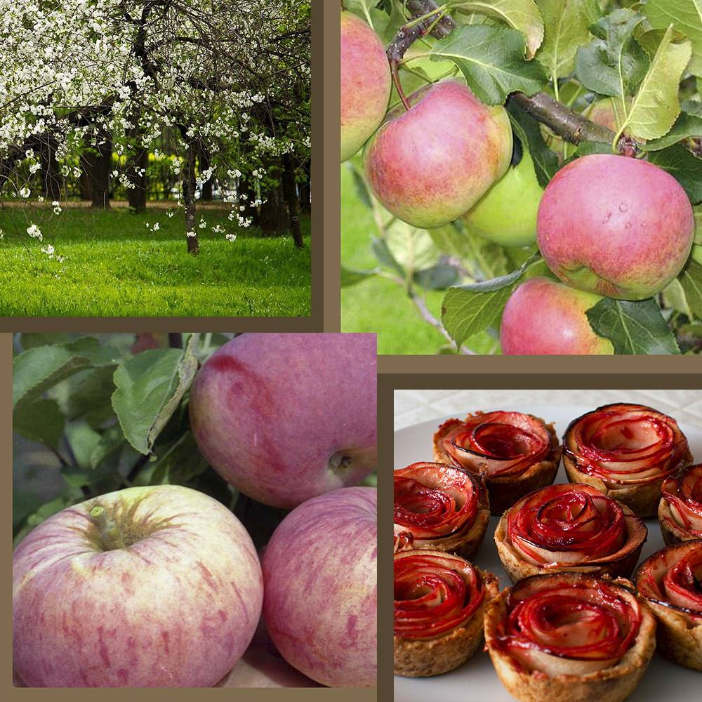Яблоня ауксис: особенности сорта и ухода