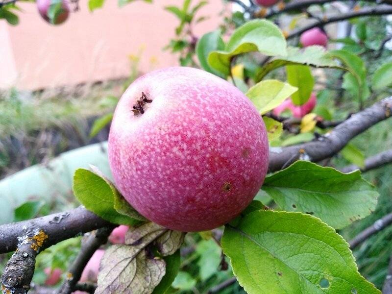 Яблоня сорта уэлси фото и описание сорта