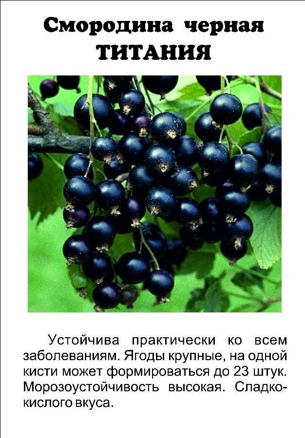 Черная смородина добрыня: описание сорта, характеристики кустов и плодов, руководство по выращиванию, отзывы