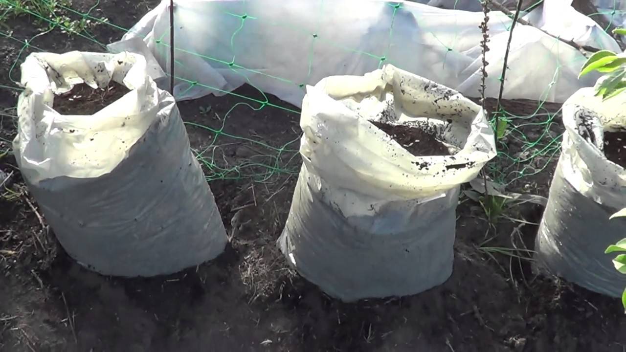 Технология выращивания огурцов в мешках на своём участке