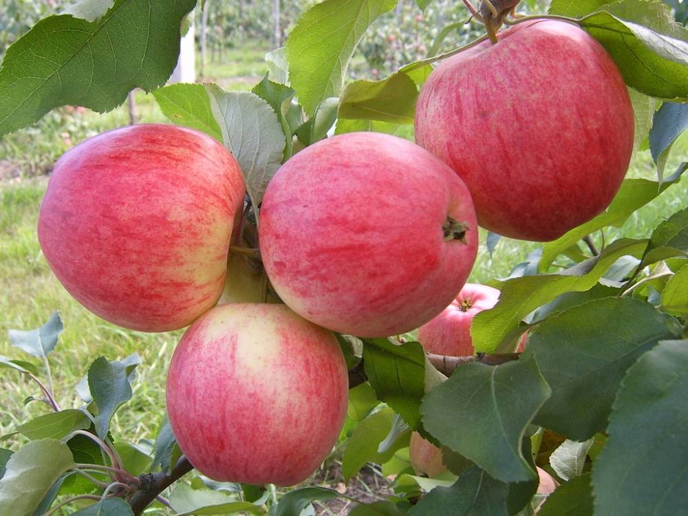 Яблоня фаворит: особенности сорта и ухода
