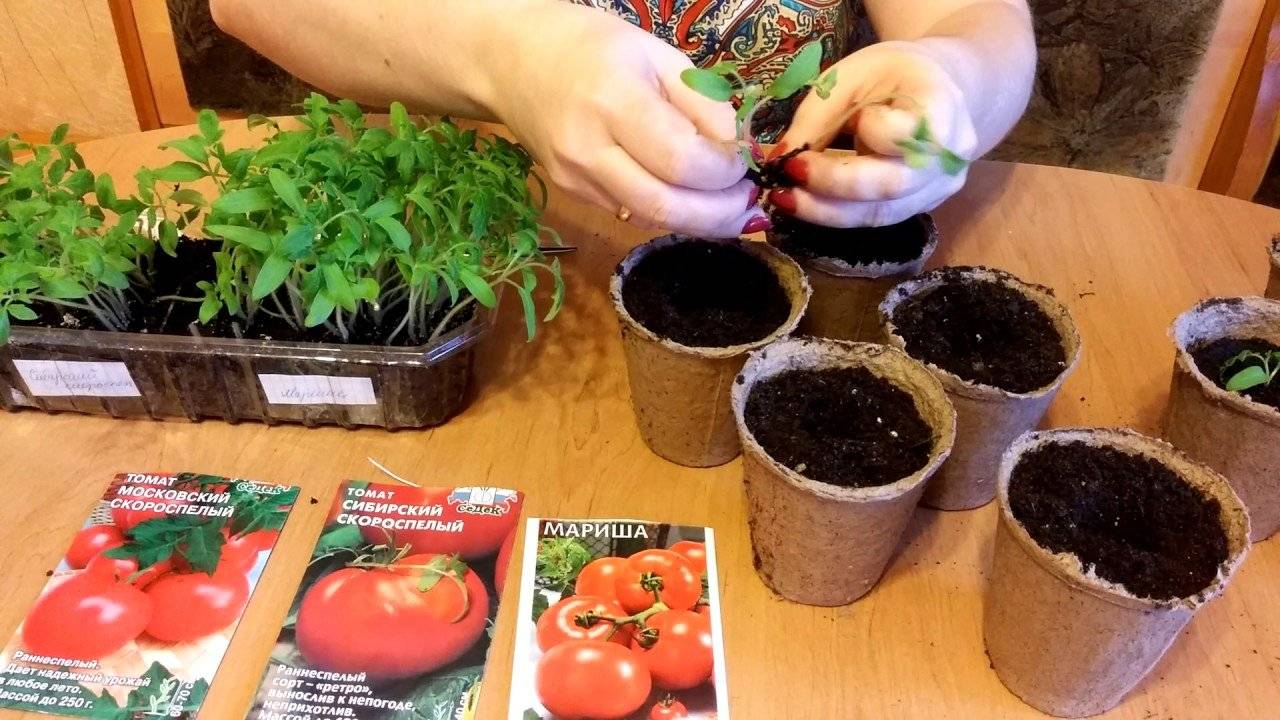 Как посадить помидоры на рассаду правильно дома - сроки сажать