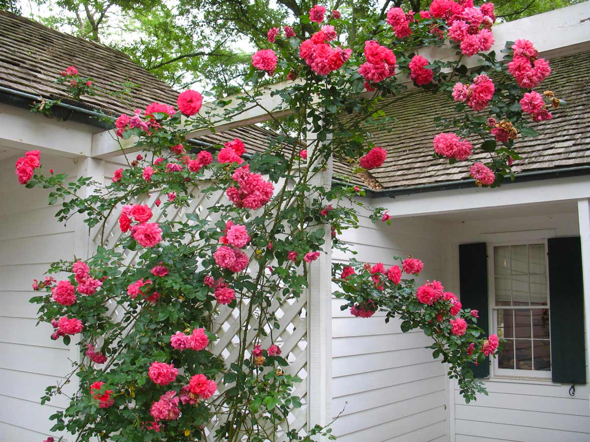 Правила посадки плетистой розы в открытый грунт весной