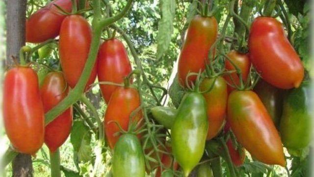 Томат президент — урожайный сорт из голландии, дающий до 9 кг плодов с куста