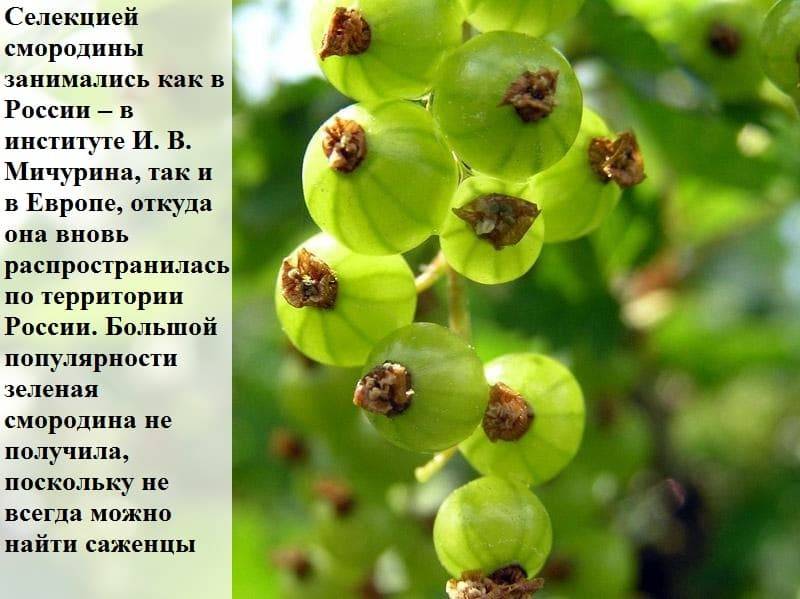 Смородина зеленая дымка: описание и характеристики, посадка и уход, отзывы с фото