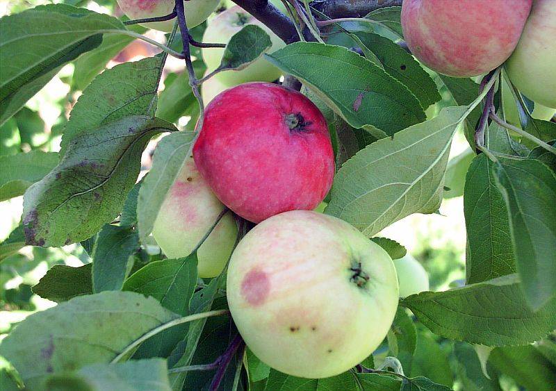 Яблоня «грушовка московская» (18 фото): описание раннего сорта яблок, посадка и уход в подмосковье, отзывы