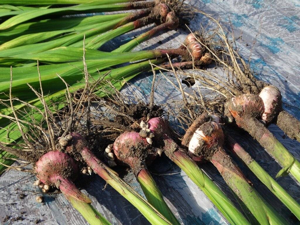 Как и когда убирают луковицы гладиолусы осенью и как их хранить - пошаговая инструкция