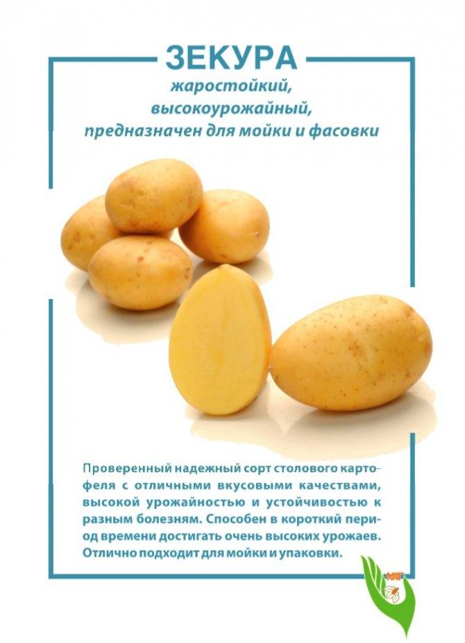 Картофель зекура: характеристика и описание сорта
