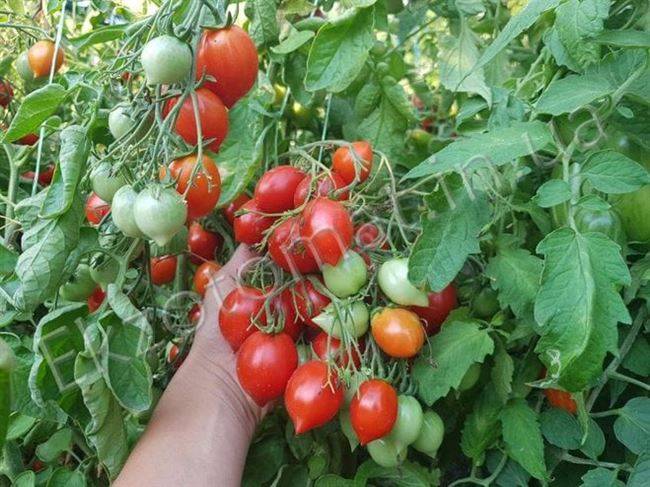 Обзор сорта томатов поцелуй герани (гераниум кисс)