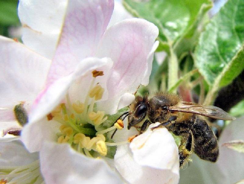 Конфетное опылитель. Пчела опыляет яблоню. Опыление яблони пчелами. Опыление вишни. Опыление цветков пчелами яблони.