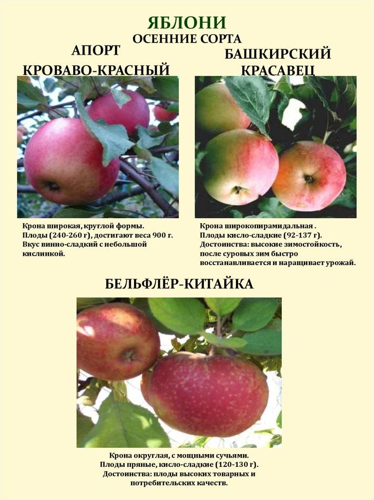 Яблоня квинти: описание сорта, фото, отзывы
