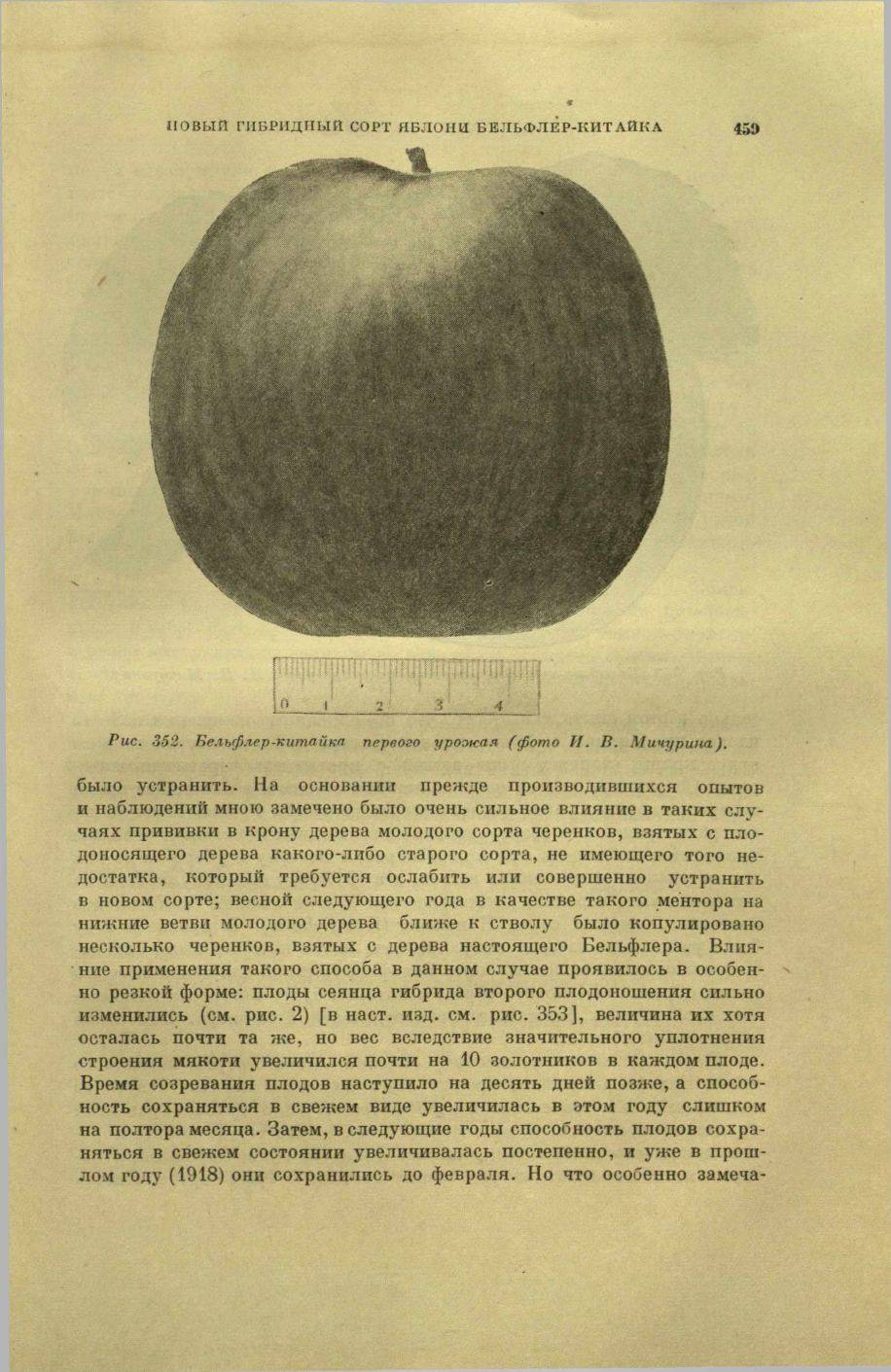 Сорт яблони бельфлер китайка фото и описание сорта фото