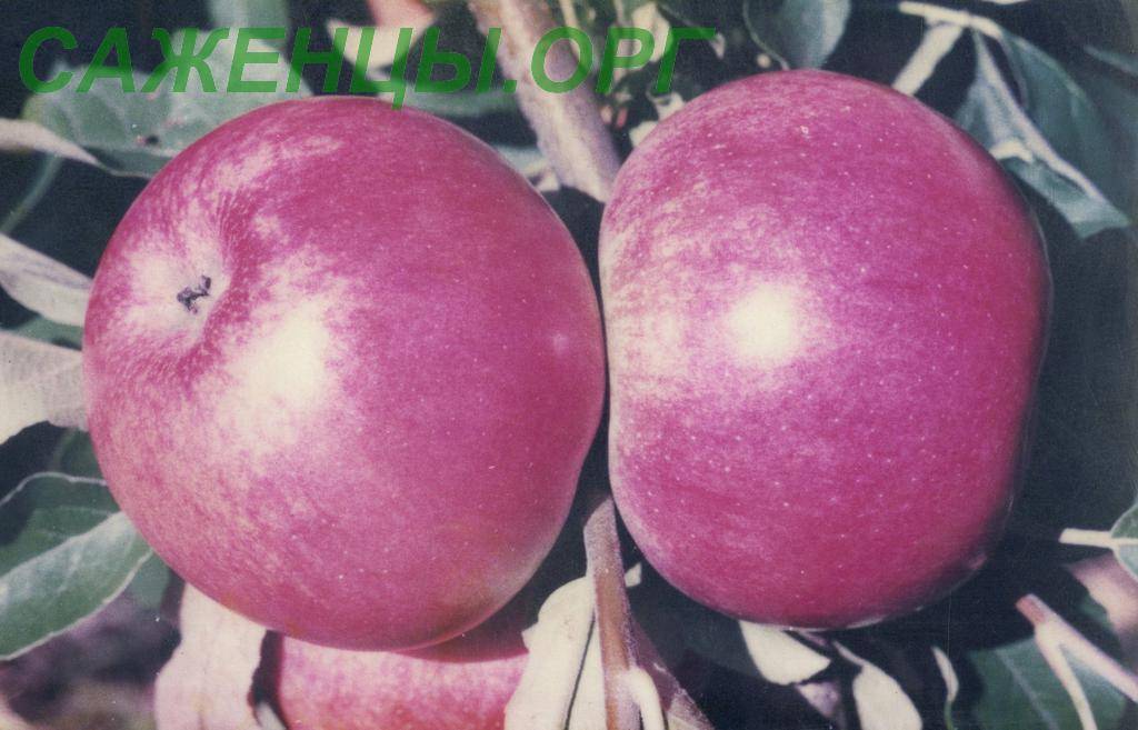 Яблоня джонатан: описание скороспелого сорта американской селекции, урожайность, выращивание, посадка и уход, отзывы