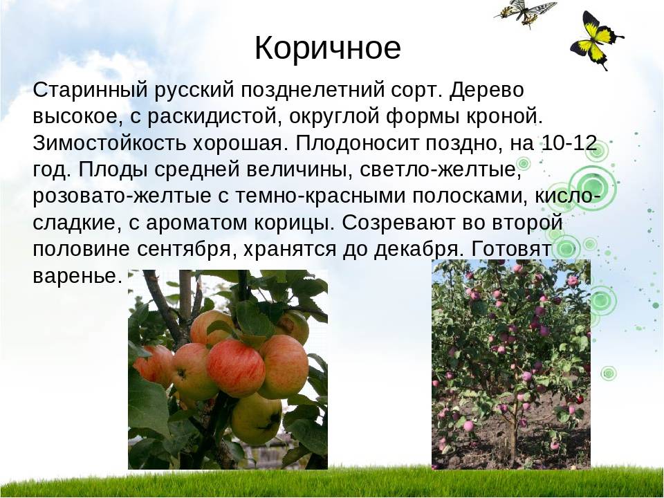 Яблоня коричное полосатое: описание и характеристики сорта, выращивание и уход