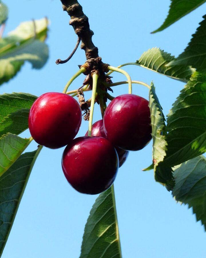 25 лучших сортов вишни для сибири на 2020 год: самоплодные, морозостойкие, самые крупные и сладкие с названием и фото