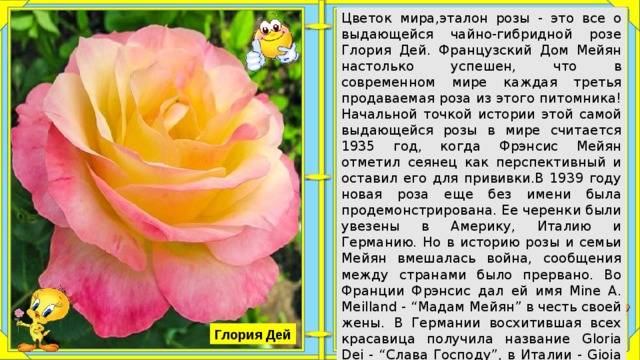 Роза глория дей: описание сорта и фото :: syl.ru