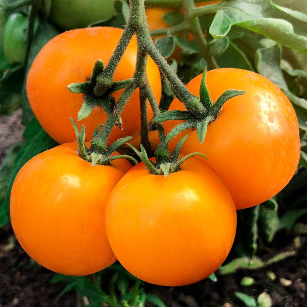 15 лучших ранних сортов помидоров для открытого грунта
