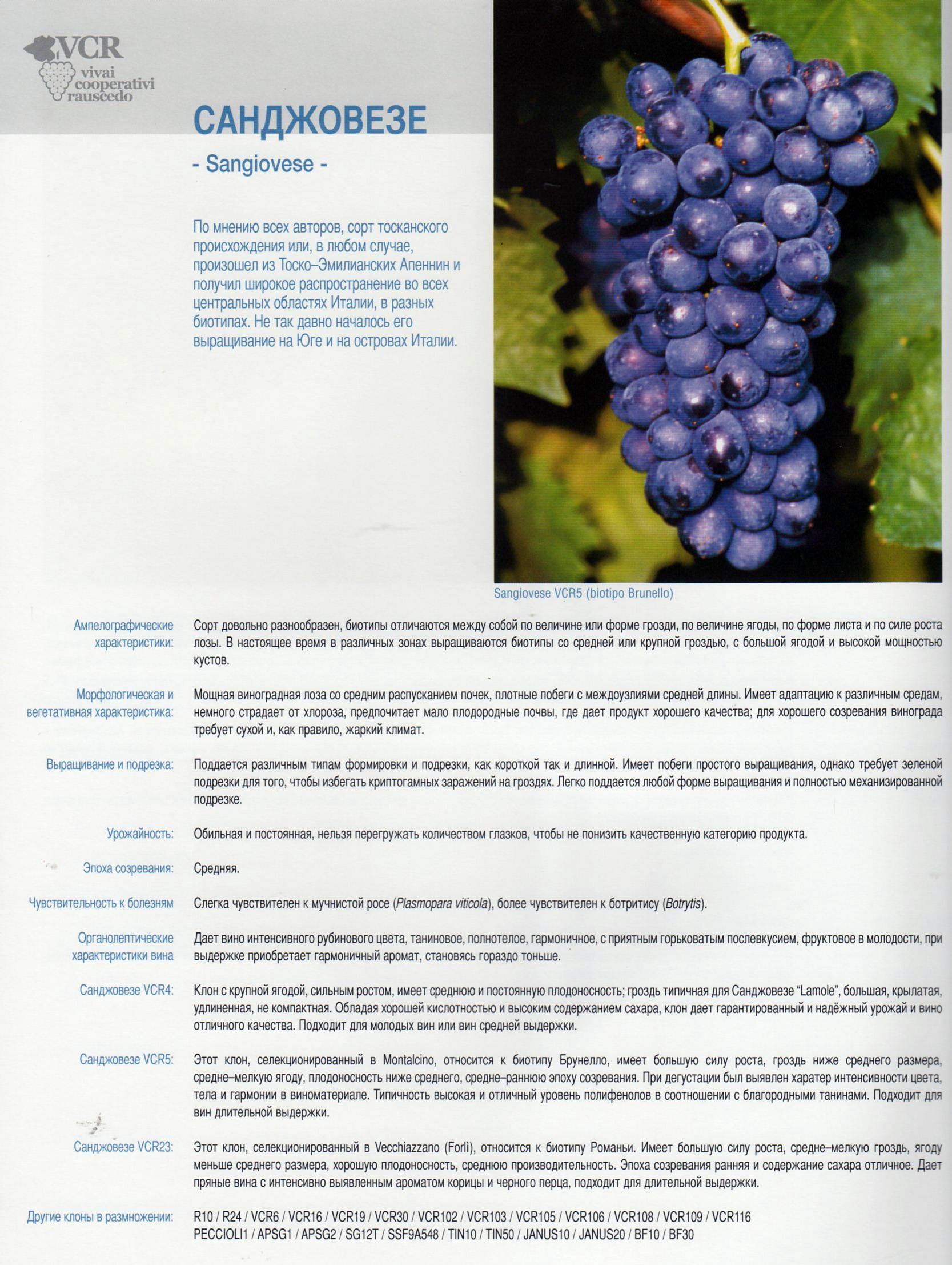 Виноград «саперави»: описание сорта, фото и отзывы. основные его плюсы и минусы, характеристики и особенности выращивания в регионах