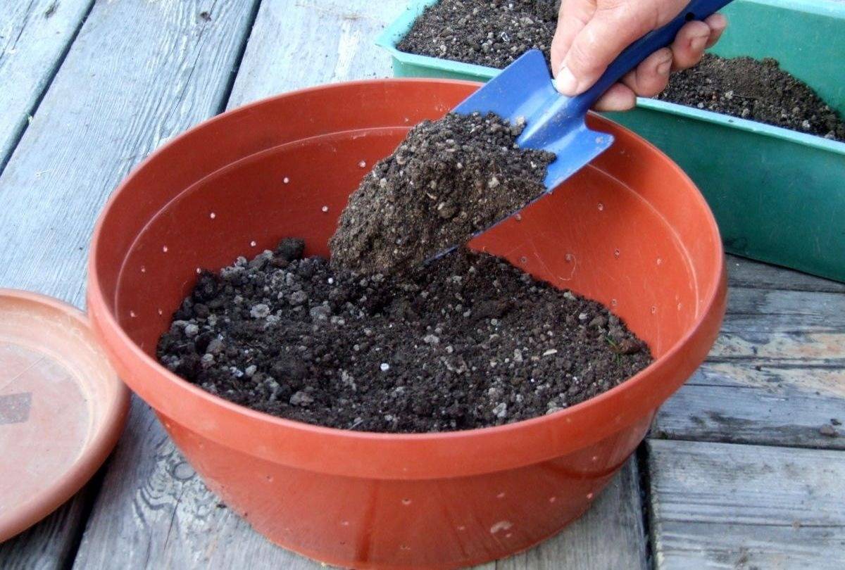 Как приготовить грунт для рассады. почвосмесь, обеззараживание, удобрение. фото — ботаничка